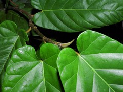 Ficus sagittata