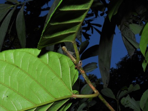 Image of Ficus sagittata by (c) Samuel Lee, some rights reserved (CC BY)