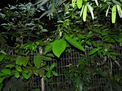 Ficus sagittata