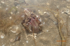 Ptilosarcus undulatus