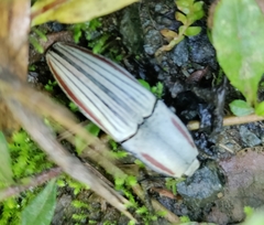 Chalcolepidius erythroloma