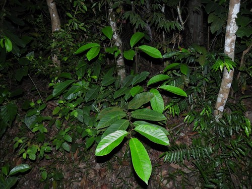 Image of Prunus polystachya by (c) Samuel Lee, some rights reserved (CC BY)