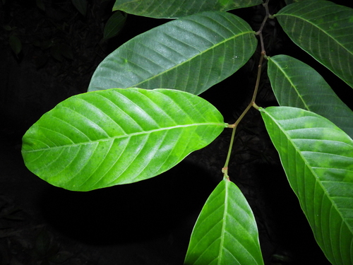 Image of Prunus polystachya by (c) Samuel Lee, some rights reserved (CC BY)