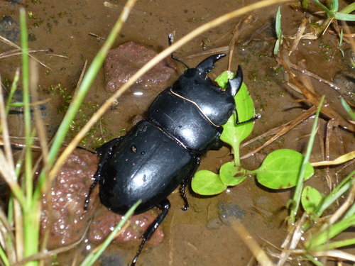 Serrognathus eurycephalus