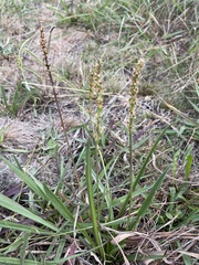 Plantago gaudichaudii