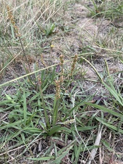 Plantago gaudichaudii