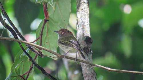 Scale-crested Pygmy Tyrant (Lophotriccus pileatus), photo 6