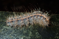 Olepa ricini