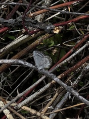 Celastrina asheri