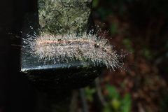 Olepa ricini