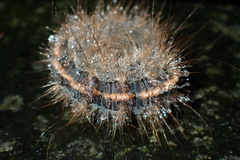 Olepa ricini