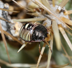 Chlorochroa opuntiae