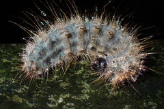 Olepa ricini