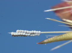 Chlorochroa opuntiae