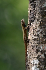 Sceloporus grammicus
