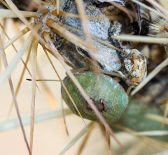 Chlorochroa opuntiae