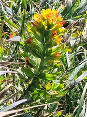 Castilleja latifolia