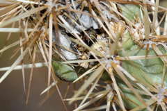 Chlorochroa opuntiae