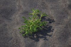 Cymopolia barbata