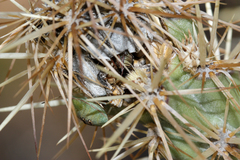 Chlorochroa opuntiae