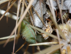 Chlorochroa opuntiae