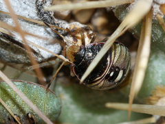 Chlorochroa opuntiae