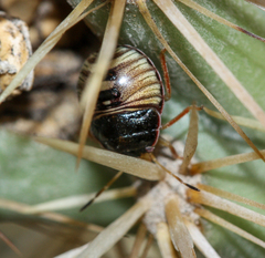 Chlorochroa opuntiae