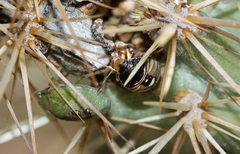 Chlorochroa opuntiae