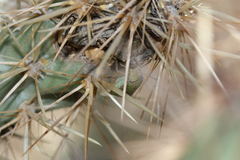 Chlorochroa opuntiae