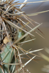 Chlorochroa opuntiae