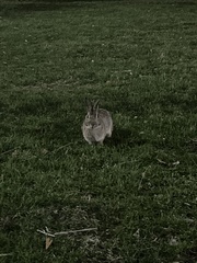 Sylvilagus floridanus