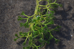 Cymopolia barbata