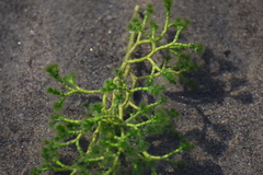 Cymopolia barbata
