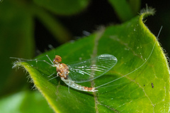 Baetis bicaudatus