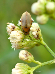 Chlamophora