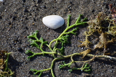Cymopolia barbata
