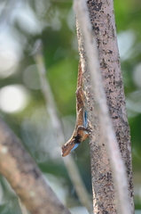 Sceloporus grammicus