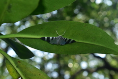 Lypotigris reginalis