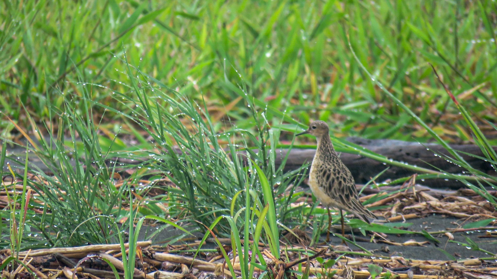 Buff-breasted Sandpiper