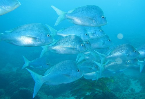 Chrysoblephus puniceus