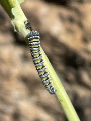 Pontia sisymbrii