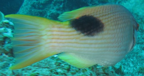 Bodianus bilunulatus