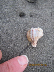 Austrofusus glans