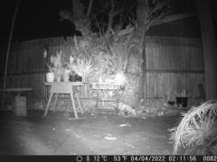 Didelphis virginiana