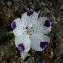Nemophila maculata