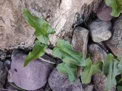 Arum korolkowii