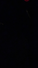 Microphotus angustus