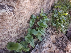 Arum korolkowii