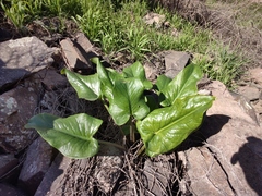 Arum korolkowii