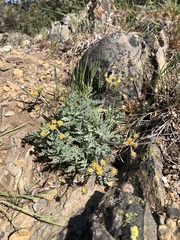 Lomatium observatorium
